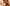 Schnelle Atmung und heisse Ohren: Vitalwerte des Hundes