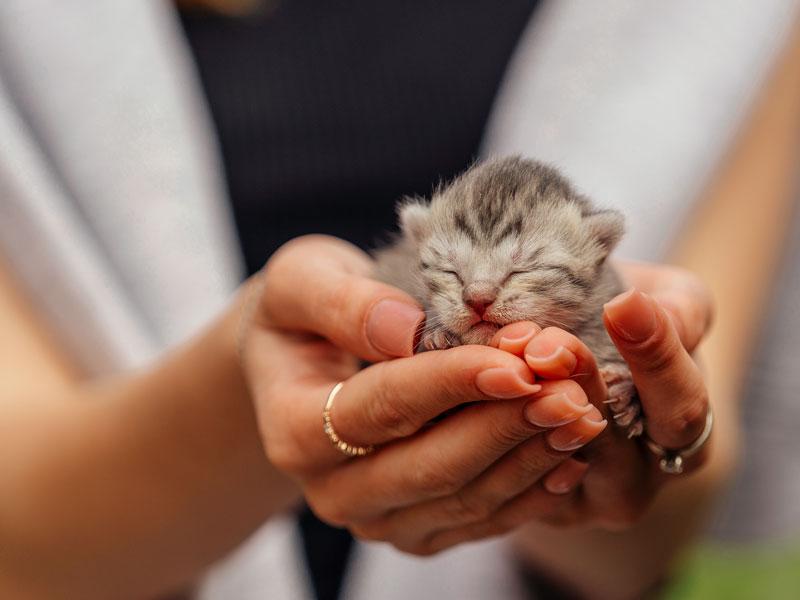 Baby-Kätzchen in Händen